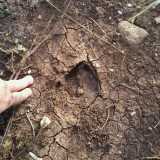 Un'altra immagine di un'impronta di cinghiale a Lama  Balice